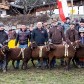 Gruppensieger Vereinsausstellung Braunes Bergschaf Tirol 2020 (20)